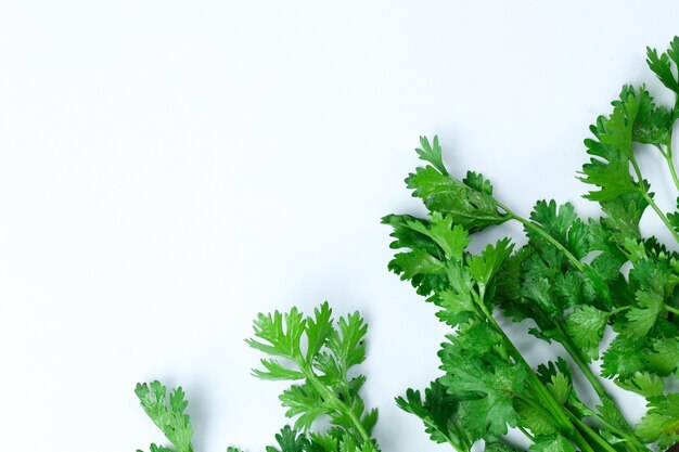 Composition of green coriander leaves and fresh vegetables