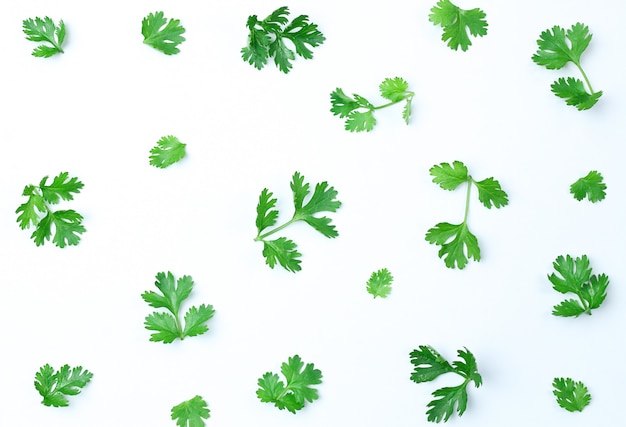 Composition of green coriander leaves and fresh vegetables