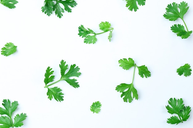 Photo composition of green coriander leaves and fresh vegetables