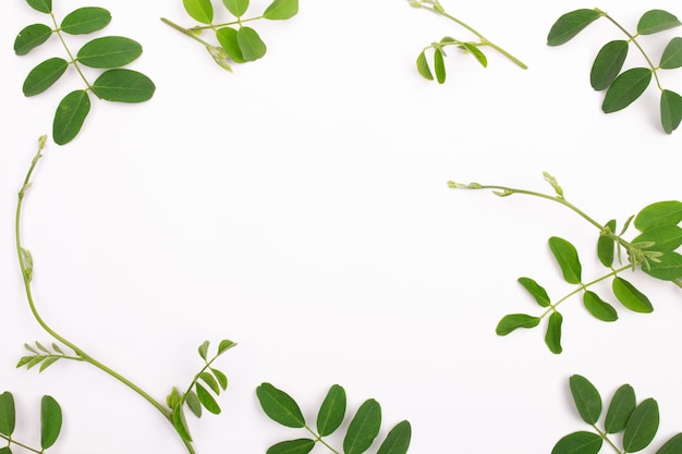 Composition of green leaves isolated on paper background