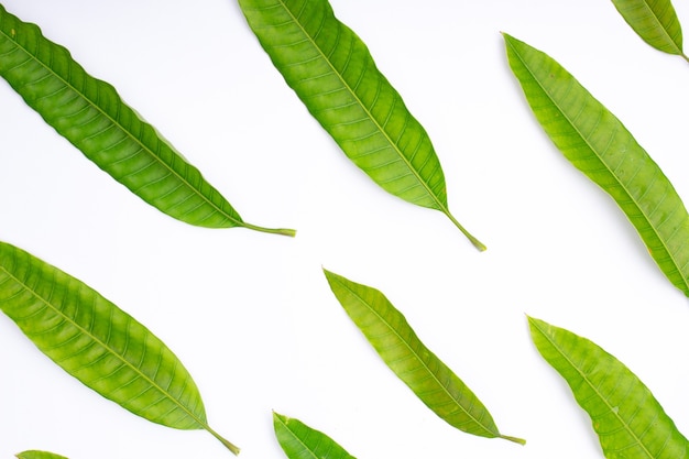 Composition of green mango leaves