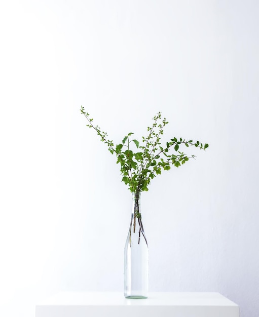 Composition in minimalist style Spring tree branches in vase Hard shadows and bright sunlight