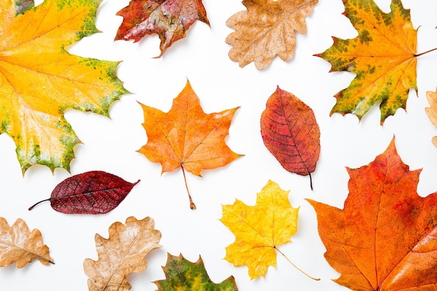 Composition or pattern colorful autumn leaves on a white isolated background, flat layout, top view. Background with maple leaves, oak leaves. Design element.