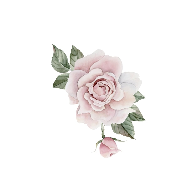 composition of pink rose hip flowers with buds and leaves victorian style rose floral watercolor