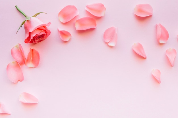 Photo composition of pink rose and petals with space in the middle