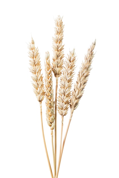 Composition of rye ears isolated on white