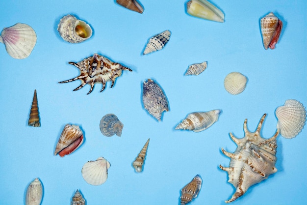 Composition of seashells on a blue background