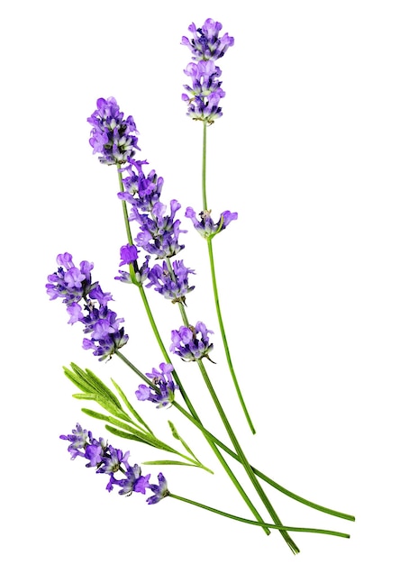 白い背景に隔離されたいくつかのラベンダー花の構成