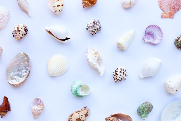 Composition of starfish and exotic sea shells on white surface