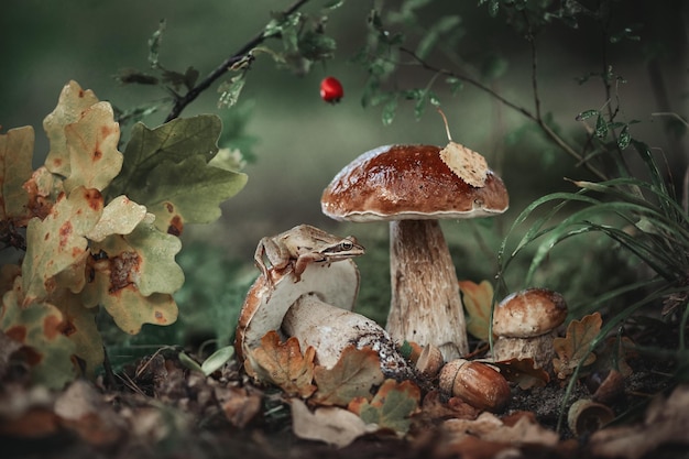 Photo composition of three forest mushrooms with autumn leaves frog acorn beautiful autumn illustration