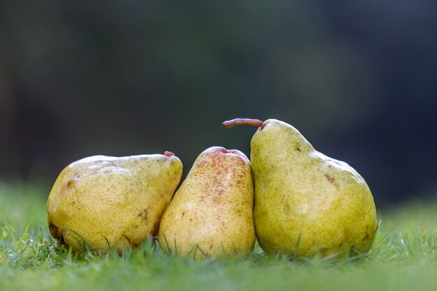 Composition of three yellow pears in fresh grass blurred dark green blurred  .