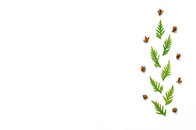 Composition of a twigs of thuja and tiny cones isolated on a white background.