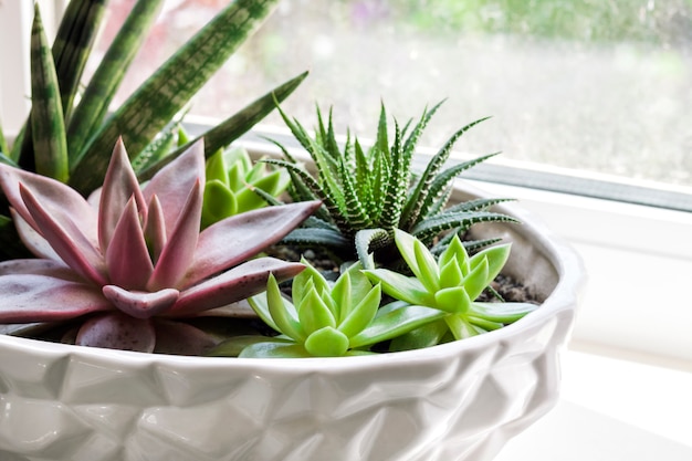 Composition of variety of succulents in ceramic white flower pot