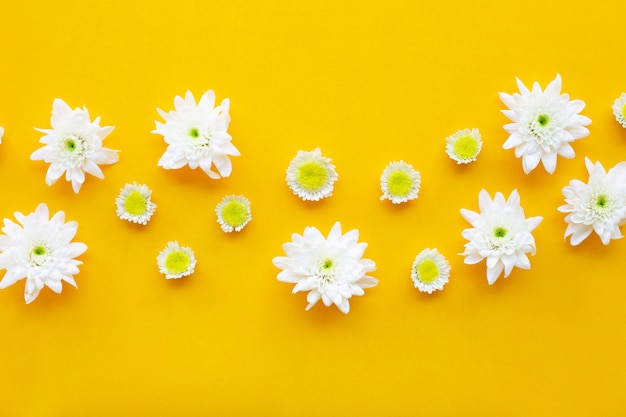 Composition of white yellow flowers. Chrysanthemums on yellow paper.