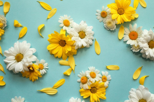 Composition with beautiful chamomile flowers on color background