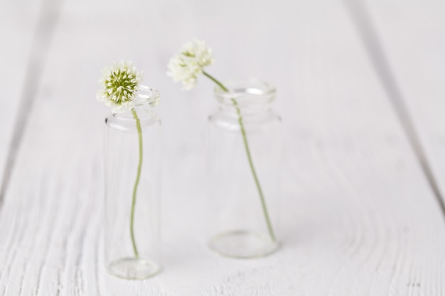 Composition with clover in glass. melancholic still life with white clover