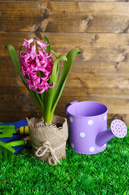 정원 장비와 냄비에 아름다운 분홍색 히아신스 꽃으로 구성된 구성, 푸른 잔디, 나무 배경