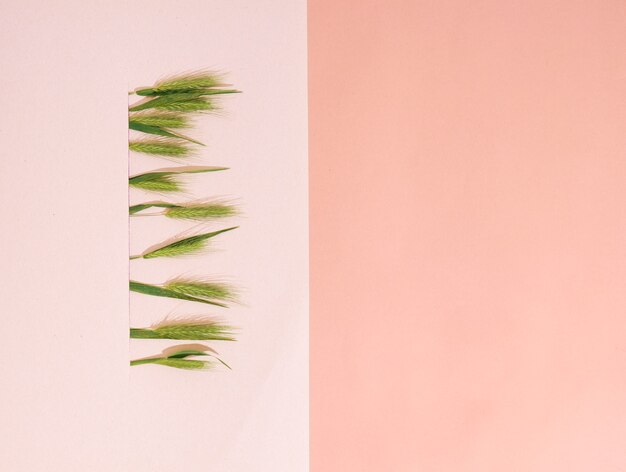 Composition with green spikelets. Top view, copy space