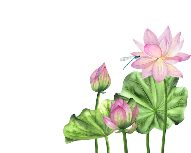 A composition with lotus flowers and leaves painted in watercolor isolated on a white background