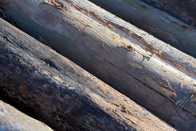 Photo composition with pile of wooden trunks in closeup