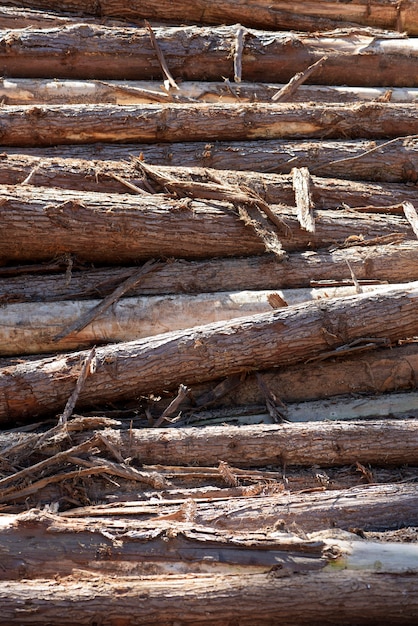 Photo composition with pile of wooden trunks in closeup