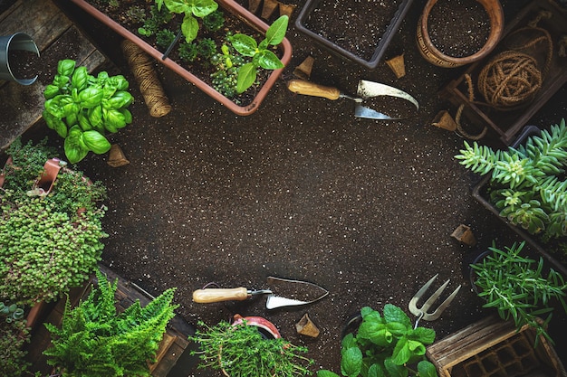 Photo composition with plants and gardening tools