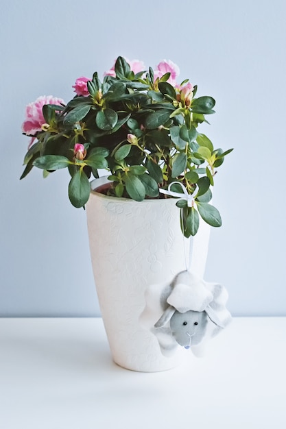 Composizione con fiore in vaso di azalea in vaso bianco