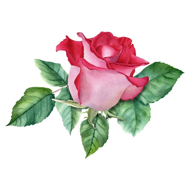 Photo a composition with red rose bloom and leaves hand drawn watercolor illustration isolated on white background for cards invitation clip art