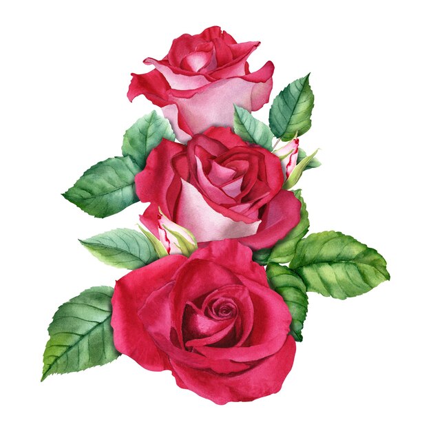 Photo a composition with roses blooms buds and leaves hand drawn watercolor illustration isolated on white background for cards invitation clip art