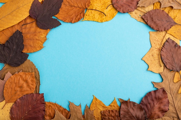 Composition with yellow and brown autumn leaves on blue background top view copy space