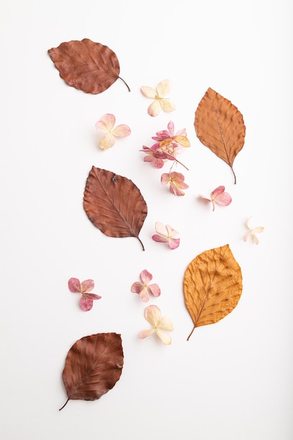 Foto composizione con foglie autunnali di faggio giallo e marrone e mockup di fiori di ortensia su sfondo bianco vista dall'alto da vicino