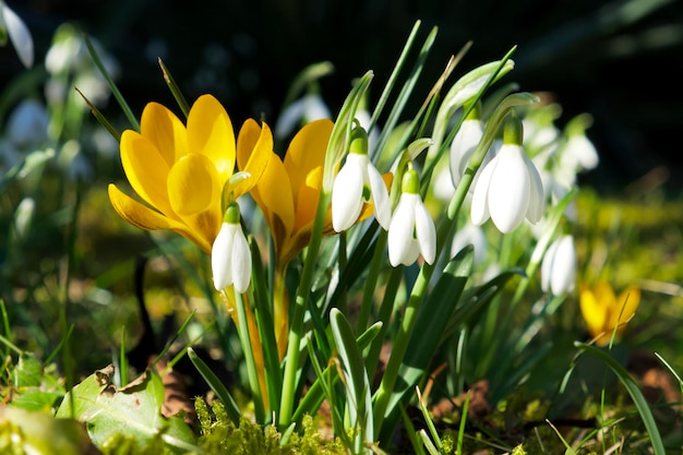 composition of yellow crocuses and snowdrops on a sunny day