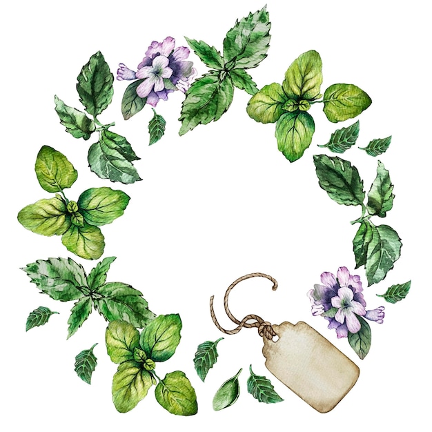 Compositions of oregano basil tag Watercolor illustration