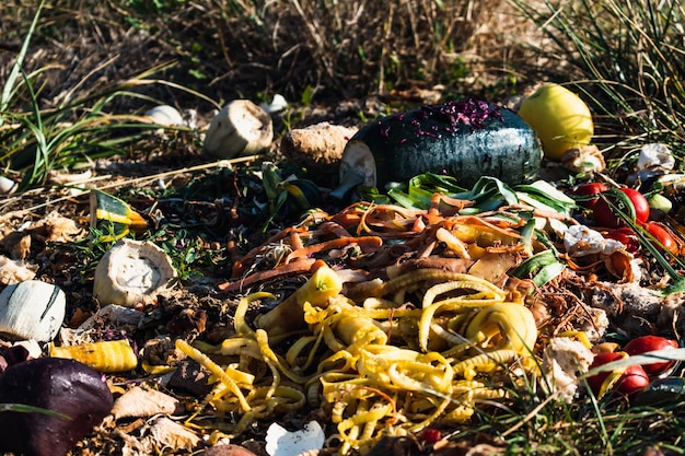 Foto rifiuti organici in decomposizione rifiuti biodegradabili come verdure frutta guscio d'uovo caffè