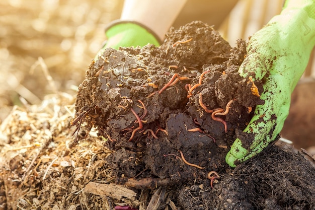 Compost con vermi da rifiuti organici su compost heap bio humus rifiuti zero riciclaggio dei rifiuti