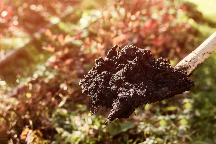 Compostering door Compost Humus in schop op natuur achtergrond. Bemesting van bedden met Eco Humus
