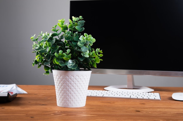 Photo computer and plant on the desktop .