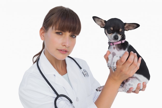 Veterinario concentrato che tiene una chihuahua