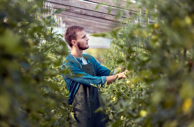 Concentrated young male farmer inspecting tomato