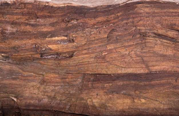 Concept Aard en productie van houtproducten textuur van schors houtgebruik als natuurlijke achtergrond