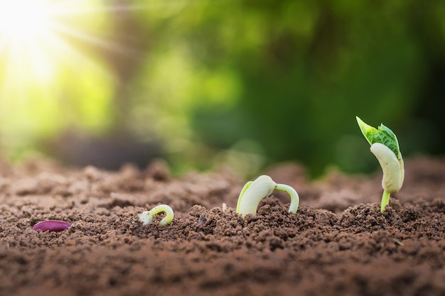 concept agriculture planting seeding growing step in garden with sunshine