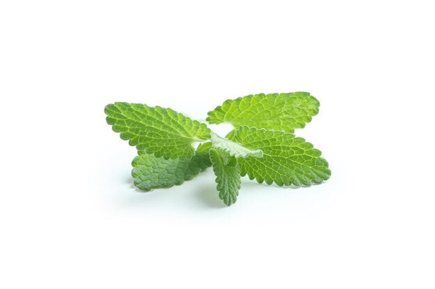 Concetto di menta aromaterapia isolato su sfondo bianco