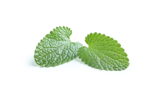 Concept of aromatherapy mint isolated on white background