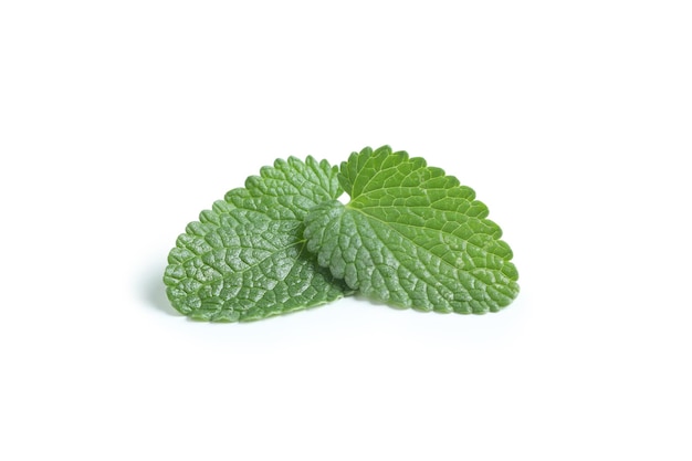 Concept of aromatherapy mint isolated on white background