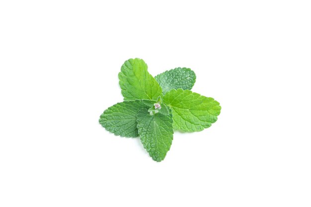 Concetto di menta aromaterapia isolato su sfondo bianco