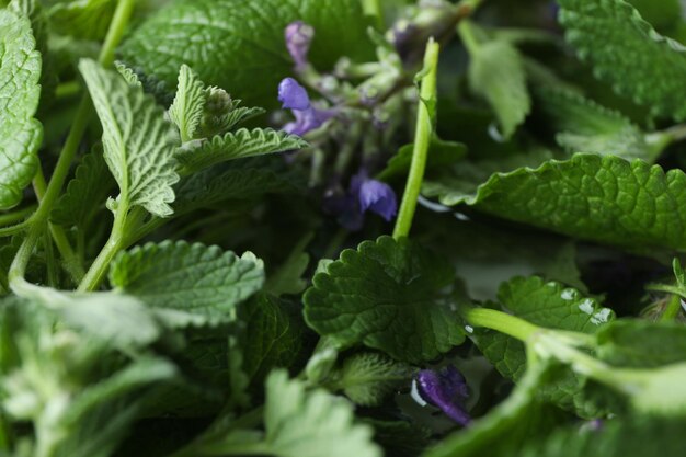 Concept of aromatherapy with mint close up