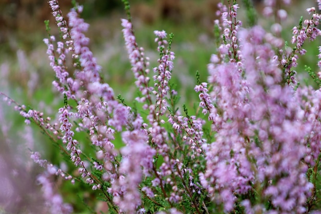 The concept of the arrival of autumn days Flowering branches of heather on a sunny September day