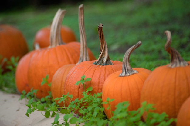 秋の伝統的な休日のハロウィーンのコンセプト