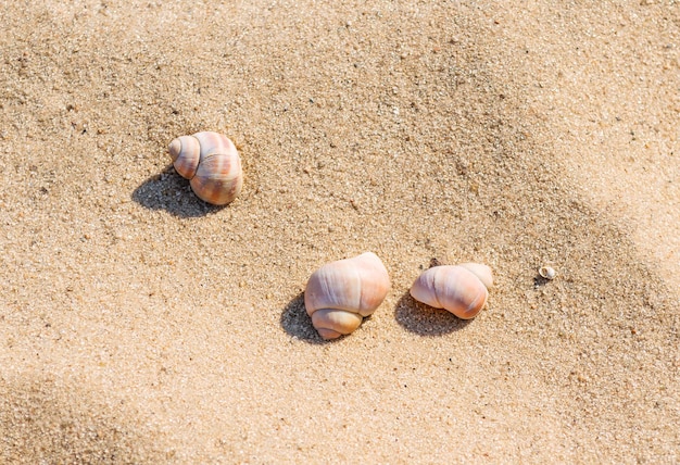 해변 휴가의 개념입니다. 황금빛 모래에 세 개의 조개