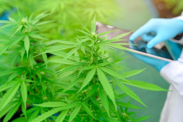 Concept of cannabis plantation for medical, close up of scientist using tablet to collect data on cannabis sativa indoor farm